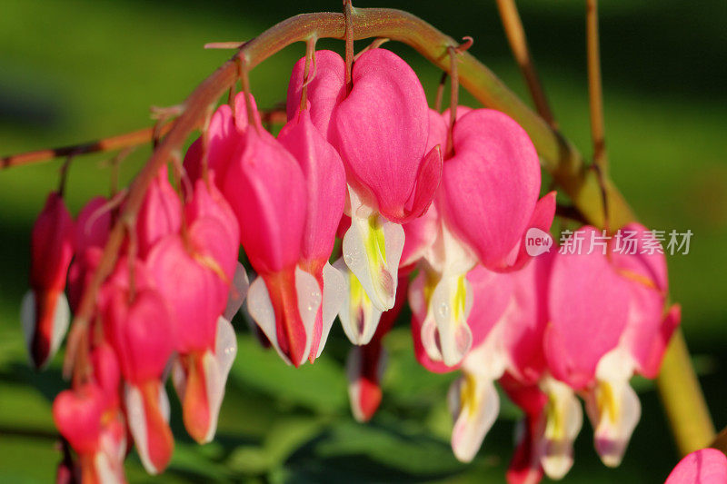 流血的心脏特写(Lamprocapnos spectabilis)